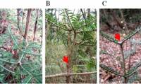 Pine trees grow abnormally after the Fukushima nuclear disaster