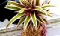 Pineapple is worth VND 336 million