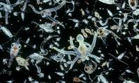 Plankton - The planet's largest CO2 storage 'store'