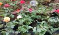 Plant roses from a flower - a simple way to have a fragrant pink pot