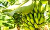 Planting bananas without ... soil