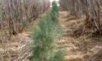 Planting forests in the Avarah desert