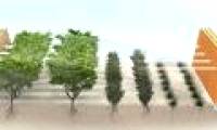 Planting forests on ... desert