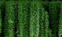 Planting nano trees, harvesting hydrogen fuel