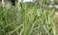 Planting reeds to treat polluted river water