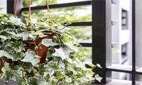Planting style and feng shui meaning of ivy