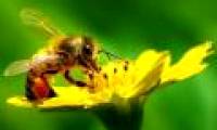 Plants do not fruition because of lack of pollinators