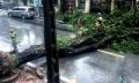 Plants fell mass in Hanoi and Hai Phong after the storm Wipha