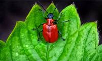 Plants have the ability to camouflage scents for survival