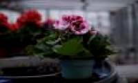 'Plants know': Technology breakthrough helps the Netherlands to lead the world in flowers