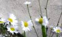 Plants mutated genes because of radiation near Fukushima