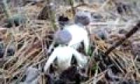 Poisonous mushroom in human form
