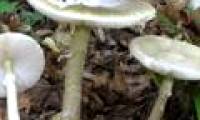 Poisonous mushrooms mysteriously cause murder in America