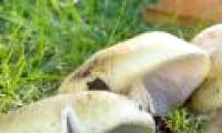 Poisonous mushrooms, new dangers for migrants