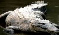 Poisonous poisonous snakes are ambushed by giant crocodiles