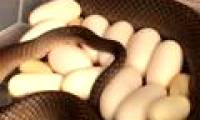 Poisonous snakes hatched 15 eggs under the refrigerator