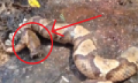 Poisonous snakes that lost their heads still bite themselves