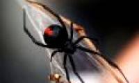 Poisonous spider invades New Zealand