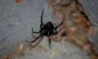 Poisonous spider spider