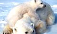 Polar bears enter the special protection list