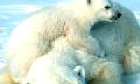 Polar bears have to swim continuously for 687km to feed