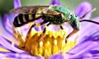 Pollinated species on the momentum of extinction
