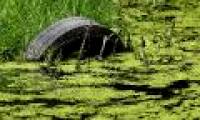 Polluted water threatens Liuzhou City, China