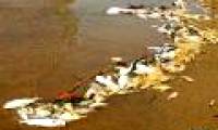 Pollution of water makes people lose their livelihood