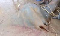 Poor fisherman changes his life after catching giant 800kg fish worth more than 600 million VND