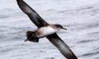 'Population' seabirds reduced the alarm