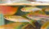 Portrait of 12 new freshwater fish species in Vietnam