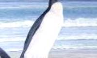 Portrait of the penguin was extinct 25 million years
