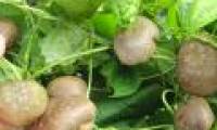 Potato vines do not produce tubers ... grow into fruits