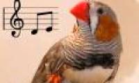Practice improving skills in singing birds
