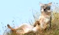 Prairie wolves invade every state of the United States, except for Hawaii