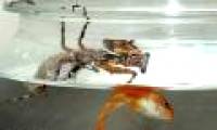 Praying Mantis eat goldfish meat