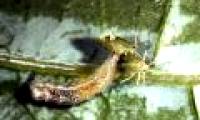 Predatory insects are beneficial for the farm