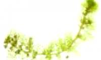 Predatory plants 'feed' plants when hungry