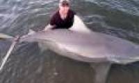 Pregnant bull sharks are 3m long and bite on Australian rivers