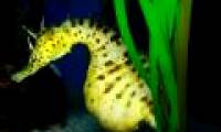 Pregnant male fish - Seahorse