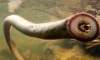 Prehistoric monsters reappear in English rivers