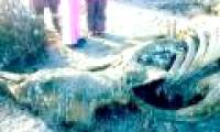 'Prehistoric sea monsters' rotted down on the Russian coast