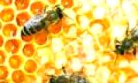 Prepare a bee sperm bank