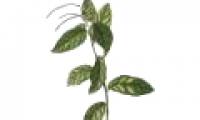 Preparing drugs for cancer treatment and AIDS from herbs