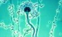 Preparing drugs for treating cancer from fungi