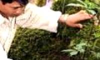 Preserving and developing Ngoc Linh ginseng in Kon Tum
