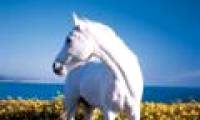 Preserving genes and breeding white horses
