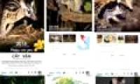 Preserving rare civet civet in Vietnam