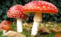 Preventing the ingestion of deadly poisonous mushrooms