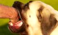 Principles for prevention of rabies in humans